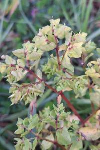 Euphorbe omblette