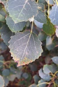 Populus tremula