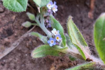 Myosotis des champs