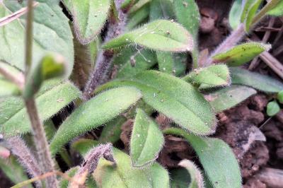 Myosotis des champs