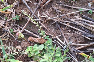 Myosotis des champs