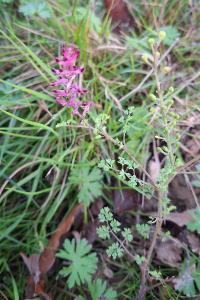 Fumeterre officinale