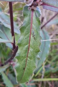 Picris hieracioides