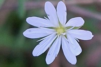 Stellaire graminée