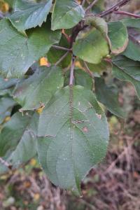 Pommier sauvage