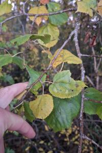 Tilleul à petites feuilles