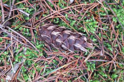 Pseudotsuga menziesii