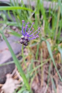 Muscari à toupet