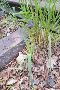 Muscari à toupet