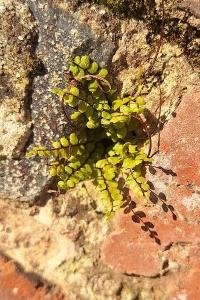 Capillaire des murailles