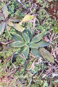 Plantain moyen