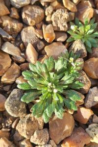 Drave de printemps