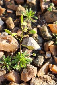 Drave de printemps