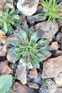 Drave de printemps