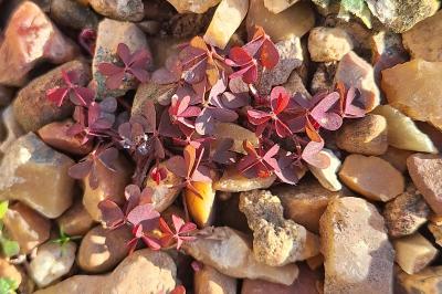 Oxalis corniculé