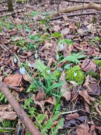 Perce-neige