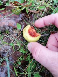 Pommier sauvage