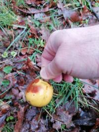 Pommier sauvage