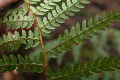 Polystic à frondes soyeuses