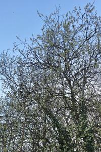 Saule marsault