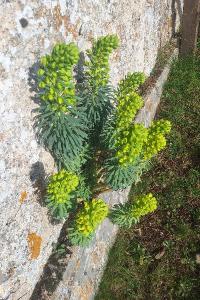 Euphorbe des vallons
