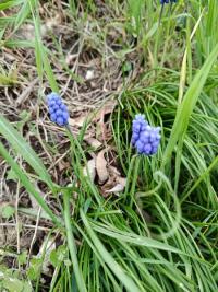 Muscari négligé