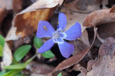 Petite pervenche