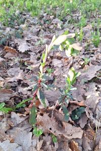 Euphorbe des bois