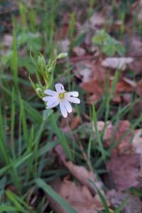 Stellaire holostée