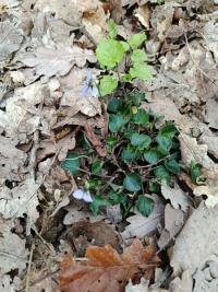 <i>Viola</i>