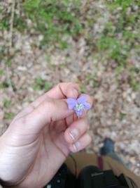 <i>Viola</i>