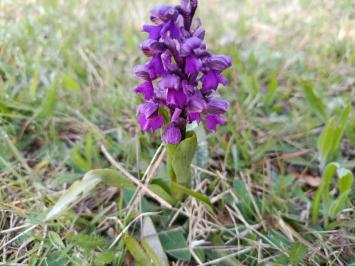 Orchis bouffon