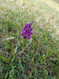 Orchis bouffon