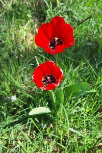 <i>Tulipa</i>