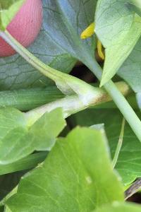Ficaria ambigua