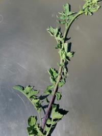 Herbe aux chantres