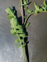 Herbe aux chantres