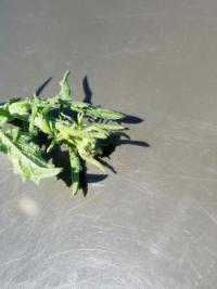 Herbe aux chantres