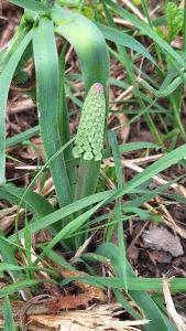 Muscari à toupet