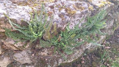 Capillaire des murailles