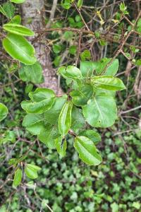 Poirier cultivé