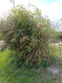 <i>x Pseudosasa japonica</i>