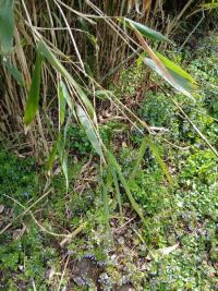 <i>x Pseudosasa japonica</i>