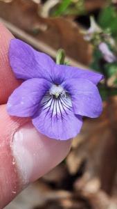Violette des bois