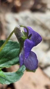 Violette des bois