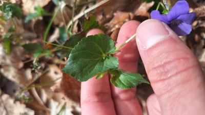 Violette des bois