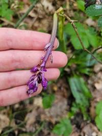 Orchis mâle
