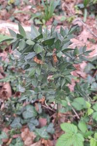 Fragon