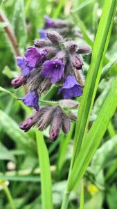 Pulmonaria longifolia