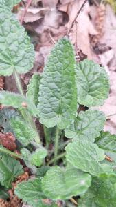 Épiaire officinale